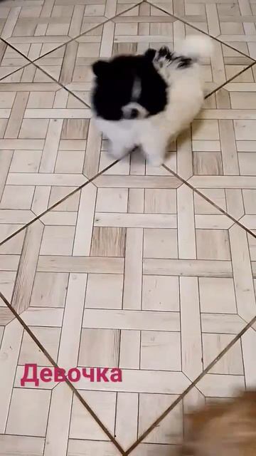 Померанский шпици #рек  девочка д.р.14 .11.2023