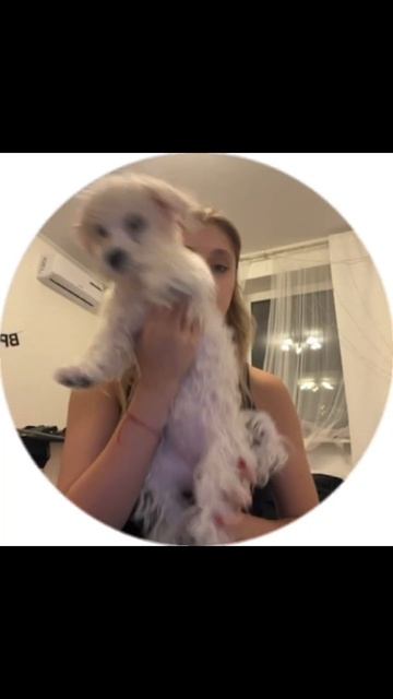 POV: ты оставила свою собаку на передержку подруге