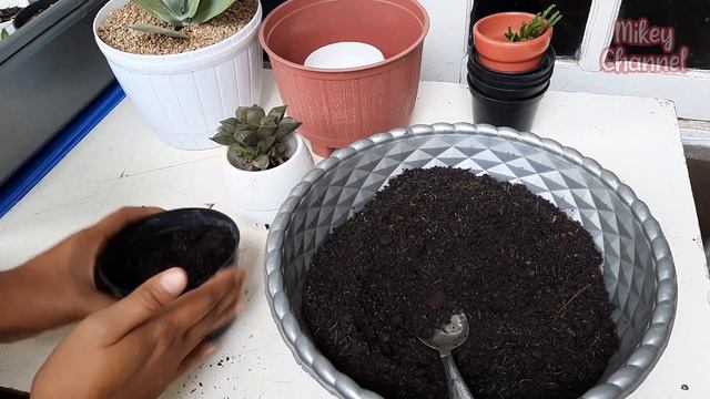 Haworthia Retusa Coklat | Unboxing Dan Cara Menanam