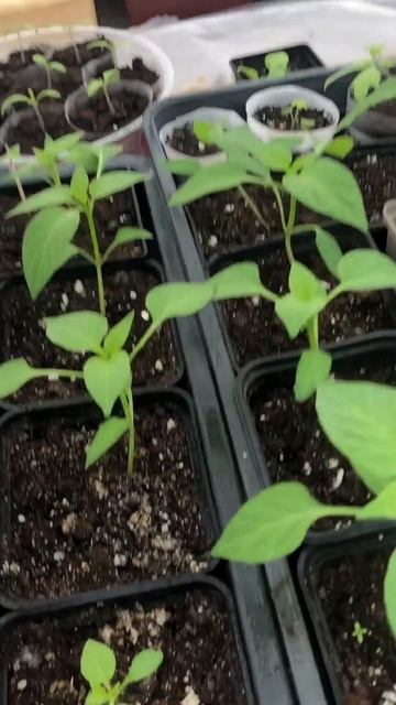 ЗАМОРОЗКИ рассаде в теплице не страшны. смотреть онлайн