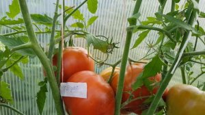 Сорт томата Циндао 13,08,23