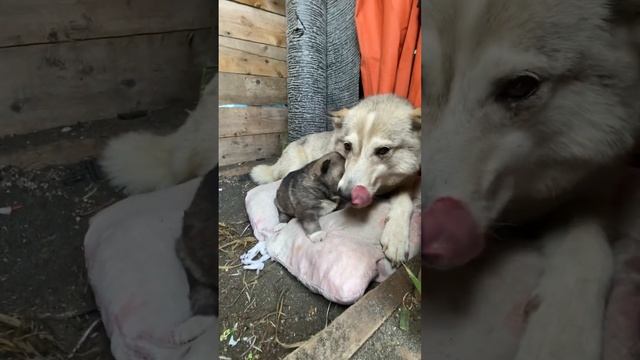 Хомяк #сахалин #остров #рыбалка #хаски смотреть онлайн