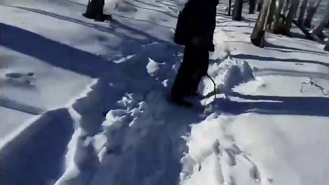 поход в зимний лес смотреть онлайн
