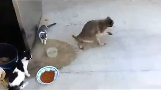 Енот крадт еду 360 смотреть онлайн