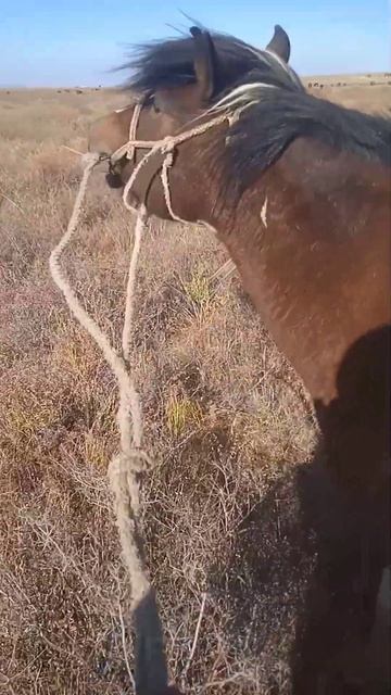 Мой конь любит тяжёлый рок