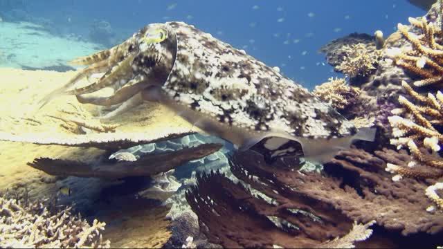 Острова Банда, море Банда, погружение Lava Flow