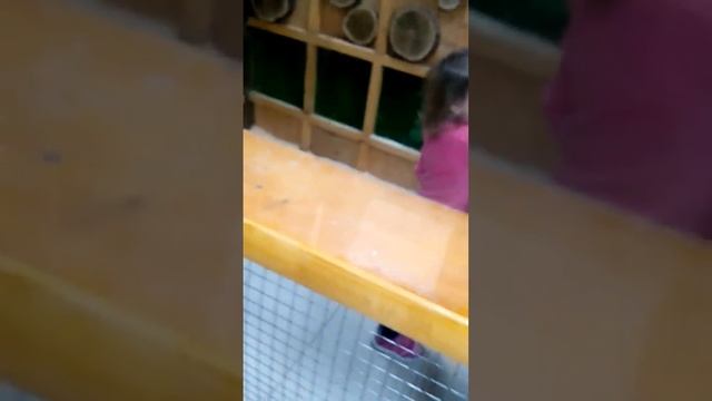 Кормим обезьянок) смотреть онлайн