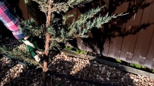 Топиарная Стрижка можжевельника Мунглоу в форме Ниваки