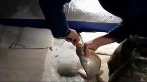 Крупный лещ зимой,  Нугуш, Башкирия