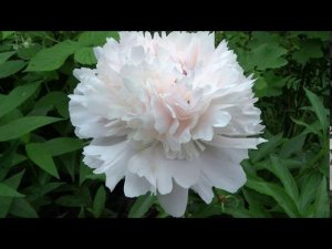 Пион ПЕЧЕР НОЭМИ ДЕМЕЙ  Paeonia PECHER NOEMIE DEMAY: обзор, описание, цветение, отзыв