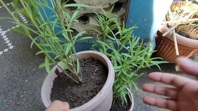 Tarragon : Paano Kilalanin at Alagaan смотреть онлайн