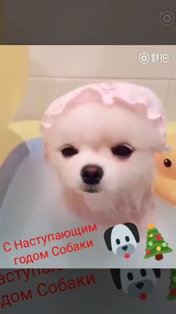 Вот такой сюрприз на новый год!