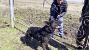 Как мы помогали хорошей собаке