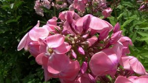 Флокс МАДАМ КЛИКО - обзор, описание, цветение, отзыв.