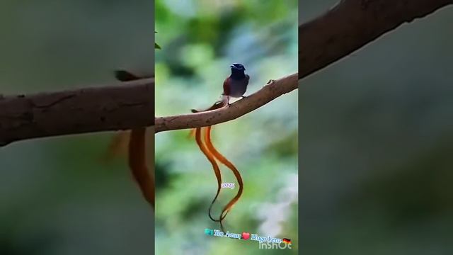 на Кавказе даже птицы танцуют