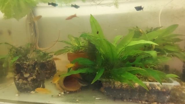 Цихлиды озера Малави. Открою секрет. #Малавийскиецихлиды смотреть онлайн