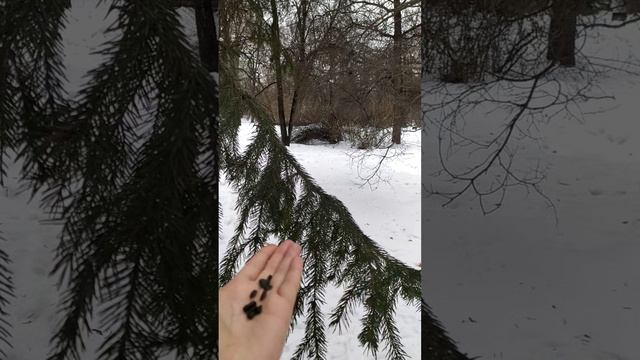 Птицы воробьи и синицы смотреть онлайн