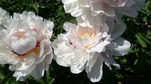 Пион Канди херт (Paeonia Candy Hear).   Биггер, 1961