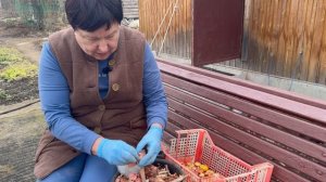 ДОСТАЮ ГЛАДИОЛУСЫ НА ПРОРАЩИВАНИЕ