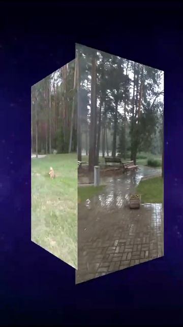 Рыжий лис #shorts смотреть онлайн