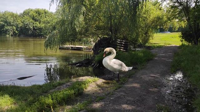 Камышеваха Ландшафтный парк смотреть онлайн