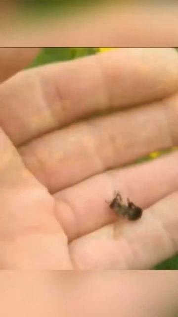 Почему происходит массовая гибель пчел? #shorts #bee #пчеловодство