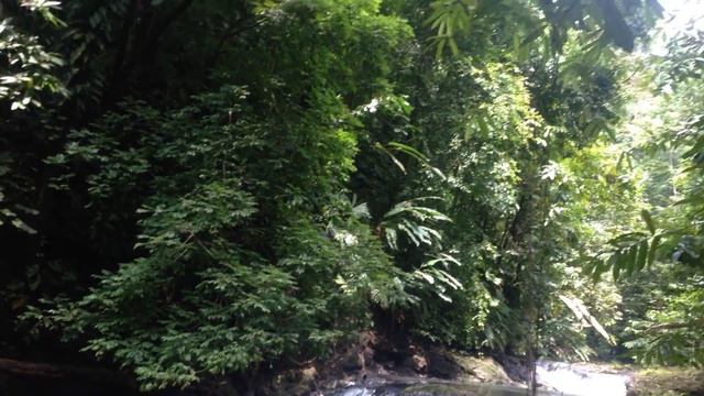 Коста Рика. Дрэйк Бэй.Парк Корковадо.Октябрь 2016 /26 смотреть онлайн