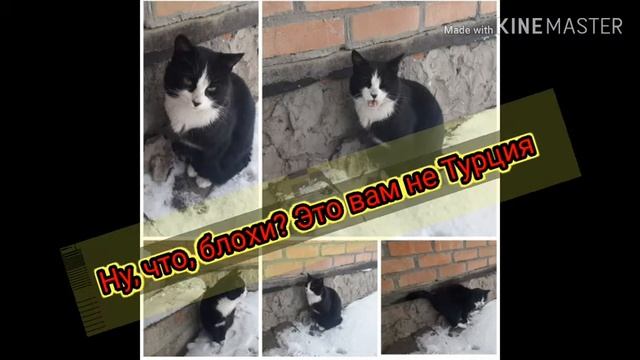 Когда снег выпал *