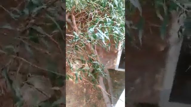 Отель Анжелик (Club Hotel Anjeliq 4 ) ОБЗОР - ТАМ ВАМ БЫТЬ НЕ НАДО