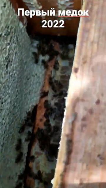 Мёд 2022 . Орловский мёд