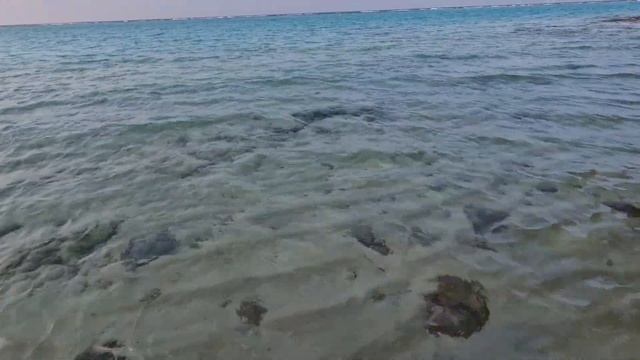 Снорклинг 🤿 с черепахой🐢. Остров ТОДДУ! THODDOO! смотреть онлайн