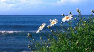 Д. Скарлатти.  Каприччио.  D. Scarlatti. Capriccio.