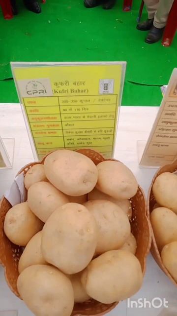 patato#seeds#varitey#inagricuture#kanhaiyakumar#shortsvideo смотреть онлайн