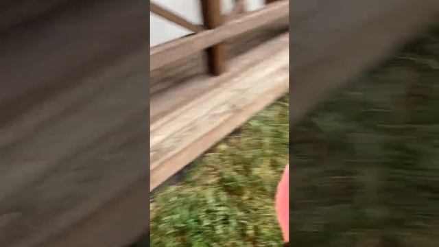 ПРОГУЛКА С СОБАЧКОЙ ТАНЕЙ! УЕХАЛИ В ОТПУСК НА КУРОРТ ОХТА ПАРК! смотреть онлайн