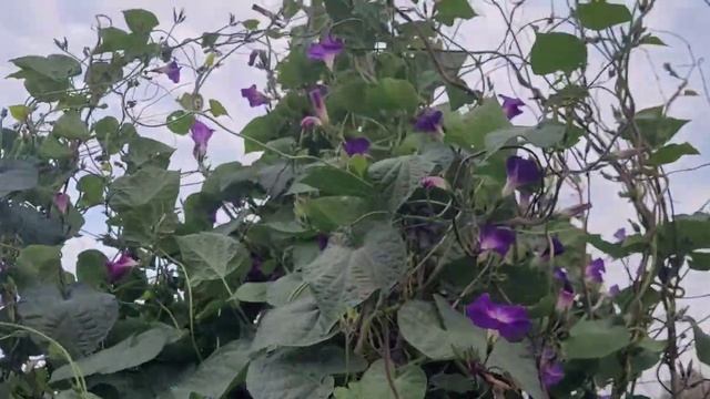 Первый осенний заморозок.