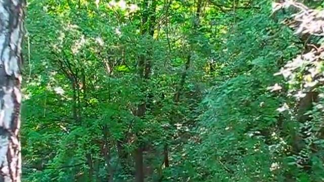 вул. ШЕВЧЕНКА - 53. село ЗАСУПОЇВКА смотреть онлайн