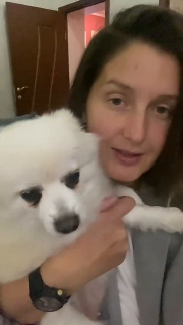 My Zoohome: Кляйн шпиц Софита из Сербии/10.09.21 смотреть онлайн