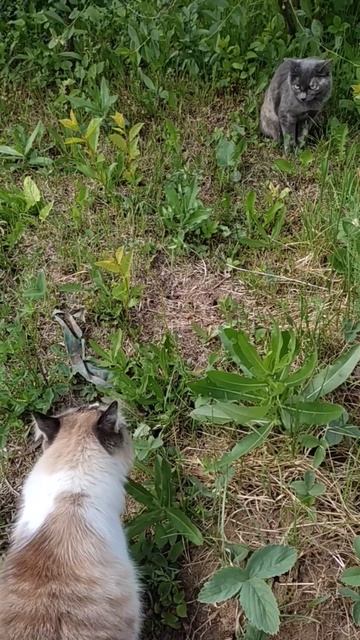 На соседнем участке появилась незнакомка. Мачо отправился знакомиться. смотреть онлайн