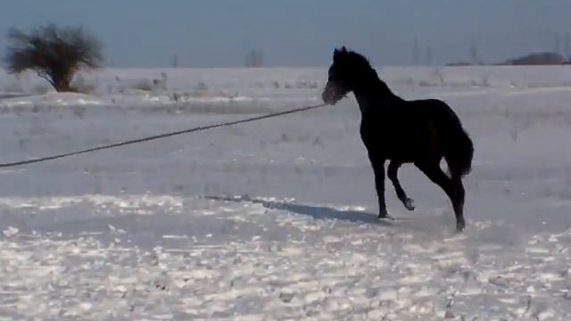 Лидер рысь.MP4 смотреть онлайн