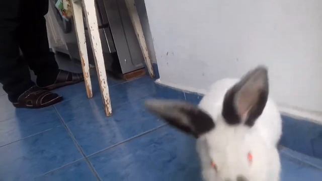 Зайчик Снежок Նապաստակ Փաթիլ