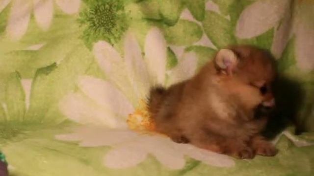 Померанский Шпиц смотреть онлайн