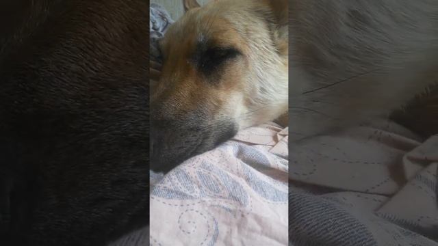 Эту собачку зовут Дина