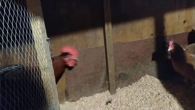 Питомник ШПИЦЕВ "Из Царства Псов". Курочки, индюки смотреть онлайн