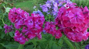 Флокс метельчатый Фаина Раневская. Автор О.К.Кудрявцева, 2006.