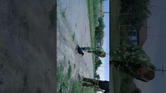 Чёрный ворон