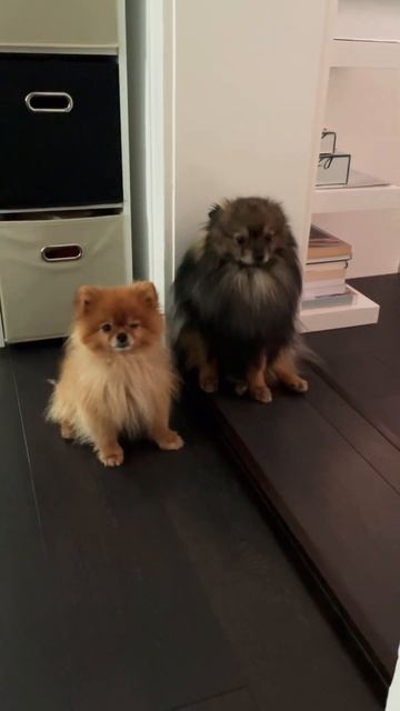 Когда оба не при чем 😅 ругаю собак #померанскийшпиц #viral #pomeranian #zwergspitz #funnydogs смотреть онлайн