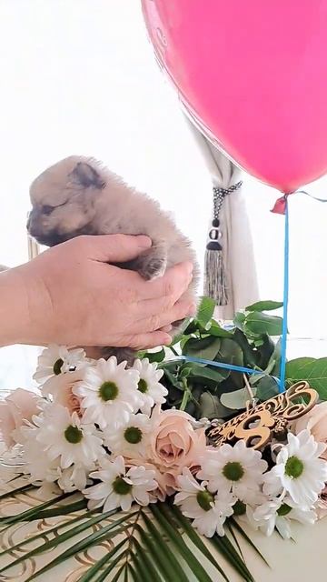 #померанскийшпиц #love #animal #baby #cute
