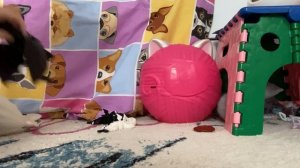 Лулу и ее Драконы