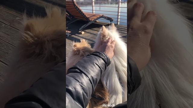 Шпиц ревнует и просит почесать именно его, а не Лакки 🤣🤣🤣