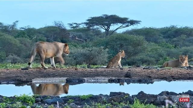 Lions - ol Donyo Lodge Wildlife Live Stream - africam.com смотреть онлайн